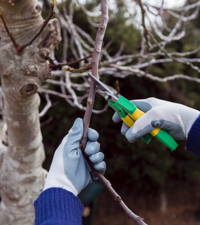 gardener-cutting-dried-branches